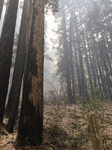 2020-SMglassfire_2354